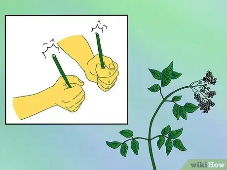 Image titled Identify Knotweed Step 5