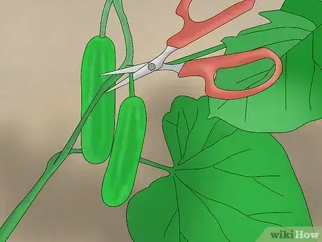 Image titled Grow Cucumbers in Pots Step 22