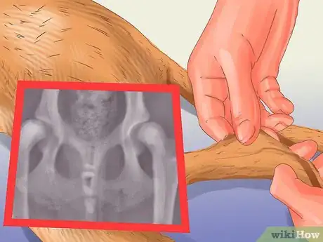 Image titled Manage Aggression in Older Dogs Step 7