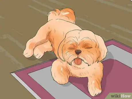 Image titled Diangose Juvenile Renal Dysplasia in Shih Tzus Step 2