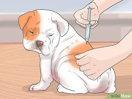 Image titled Prevent a Dog and Cat Tapeworm Infection (Dipylidium Infection) Step 15