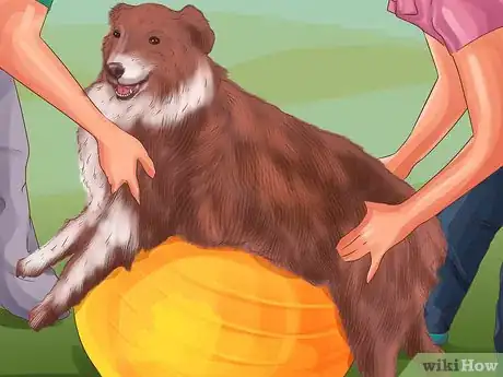 Image titled Get Canine Physical Therapy Step 9