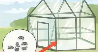 Prune Helleborus Winter Roses