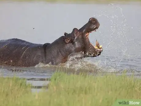 Image titled Make Your YouTube Pet Channel Popular Step 3