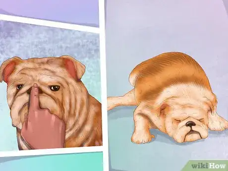 Image titled Diagnose the Cause of Dry Nose in Dogs Step 2
