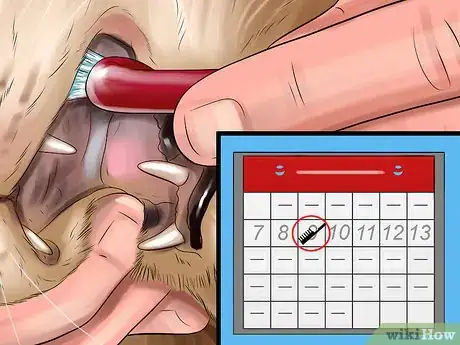 Image titled Take Care of a Javanese Cat Step 10