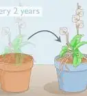 Save an Orchid from Root Rot