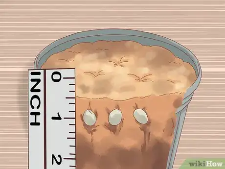 Image titled Plant Jackfruit Step 4