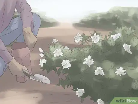 Image titled Grow Gardenias Step 10