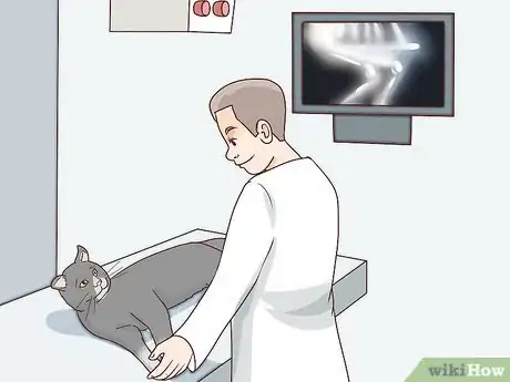 Image titled Handle Degenerative Joint Disease in Cats Step 2