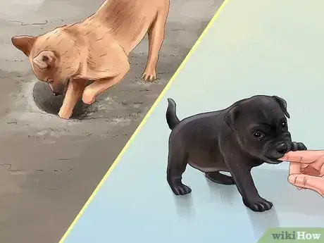 Image titled Give Your Small Dog Enough Exercise Step 3