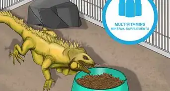 Help a Shedding Pet Reptile