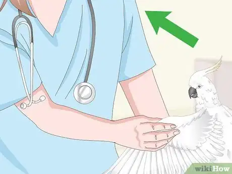 Image titled Choose a Cockatoo Step 13
