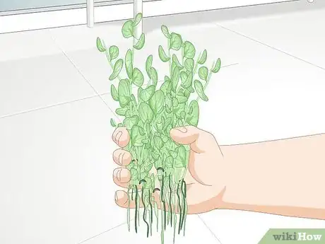 Image titled Purchase a New Aquarium Step 8