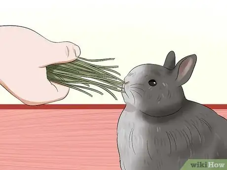 Image titled Care for Jersey Wooly Rabbits Step 10