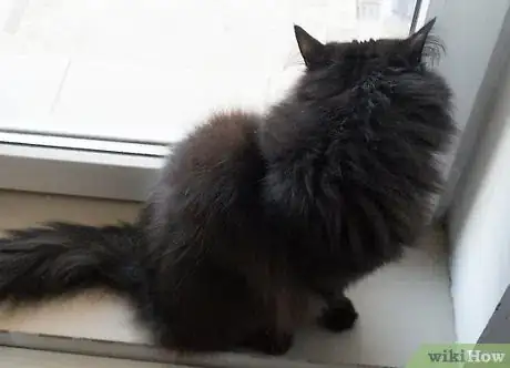 Image titled Protect Your Cat or Kitten from Parasites Step 13