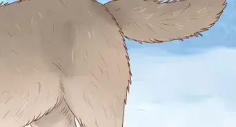 Understand Wolf Body Language