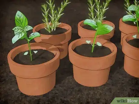 Image titled Plant a Culinary Herb Garden Step 4