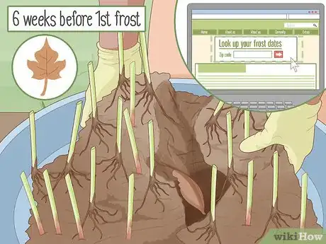 Image titled Divide Overgrown Perennials Step 3