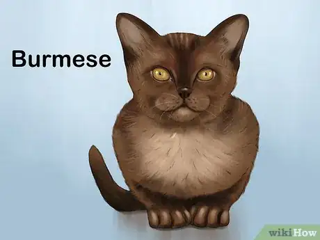 Image titled Choose a Kid Friendly Cat Step 13