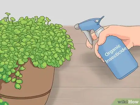 Image titled Grow Dichondra Step 28