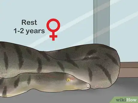 Image titled Mate Anacondas Step 10