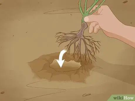 Image titled Plant Bare Root Roses Step 11