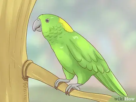 Image titled Choose an Amazon Parrot Step 2