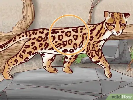 Image titled Identify Feline Species by Fur Step 7