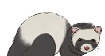 Draw a Ferret