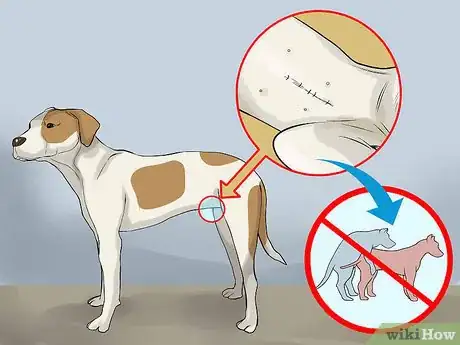 Image titled Care for an American Pit Bull Terrier Step 4