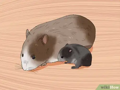 Image titled Make Baby Dwarf Hamster Food Step 9
