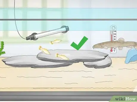 Image titled Keep Japanese Weather Loaches Step 10