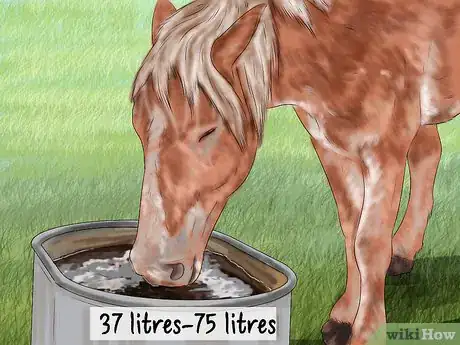 Image titled Care for a Draft Horse Step 4