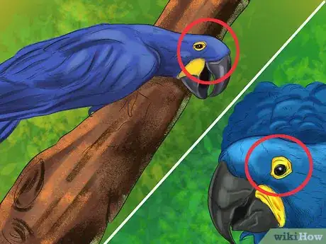 Image titled Care for a Hyacinth Macaw Step 17