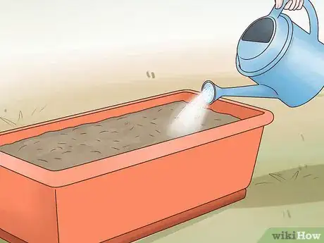 Image titled Grow Carrots in Pots Step 9