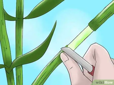 Image titled Help Carnations Make a Comeback Step 8Bullet1