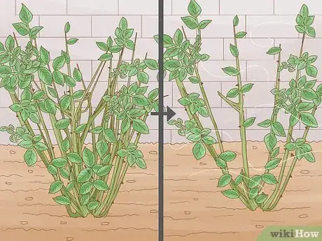 Image titled Prune Tea Roses Step 6