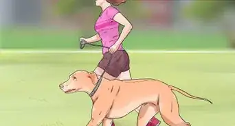 Dog‐Sit when You Have a Small Pet