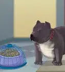 Feed an American Bully Puppy
