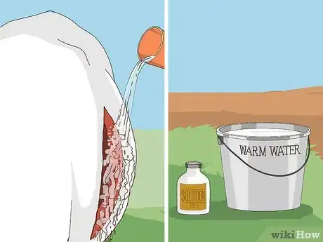 Image titled Perform a Caesarean Section on a Cow or Heifer Step 15