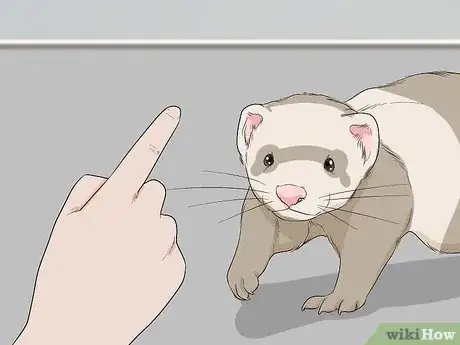 Image titled Choose Toys for Your Ferret Step 10