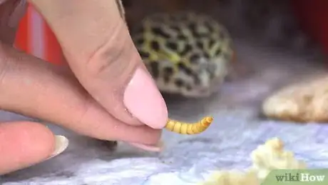 Image titled Feed a Leopard Gecko from Your Hand Step 2