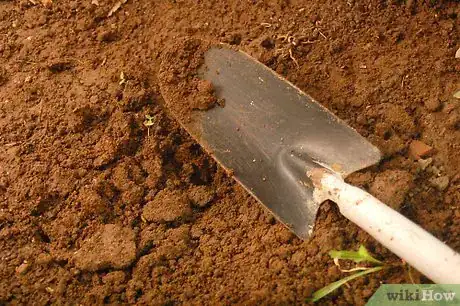 Image titled Grow a Rose Bush from Rose Bush Cuttings Step 1