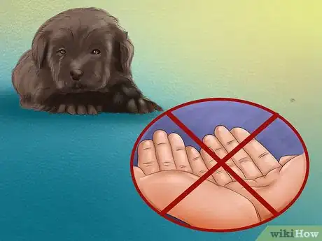 Image titled Buy a Chocolate Labrador Step 14