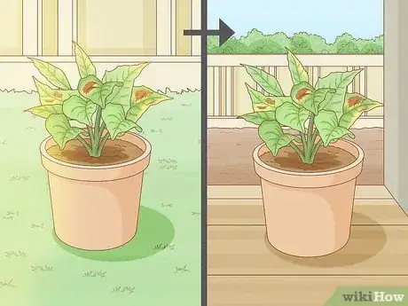 Image titled Why Does Your Plant Have Yellow Leaves Step 6