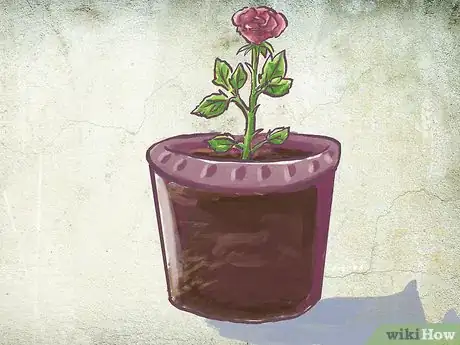 Image titled Plant a Bare Rooted Rose Bush in a Pot Step 7
