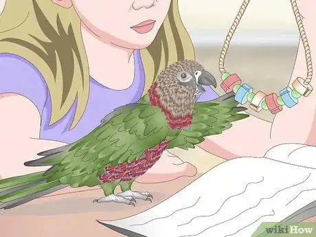 Image titled Handle an Aggressive Hawk Headed Parrot Step 11