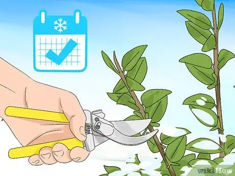 Image titled Prune Honeysuckle Step 10