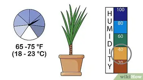 Image titled Grow Dracaena Marginata Step 6